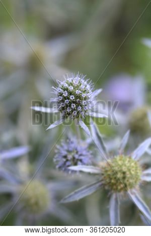 Caucasian Eryngo - Latin Name - Eryngium Caucasicum