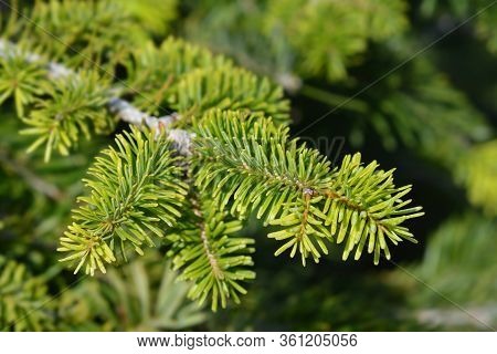 Nordmann Fir - Latin Name - Abies Nordmanniana