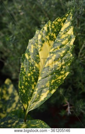 Variegated Japanese Laurel Crotonifolia - Latin Name - Aucuba Japonica Crotonifolia