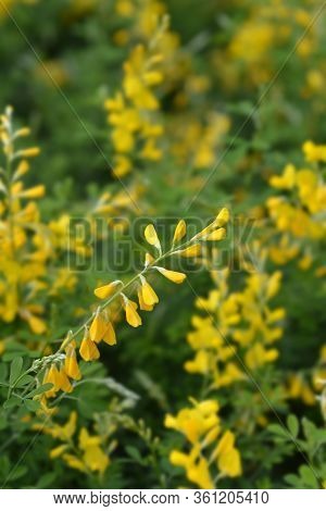 Easter Broom Flowers - Latin Name - Genista X Spachiana
