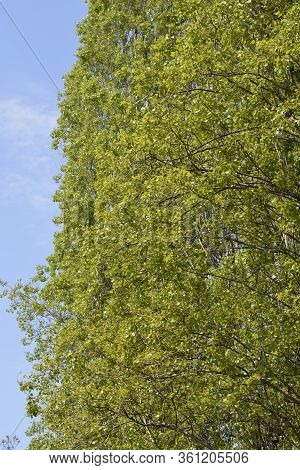 Lombardy Poplar - Latin Name - Populus  Nigraa Var. Italica