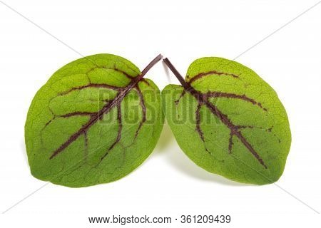 Red-veined Sorrel Leaves Isolated On White Background