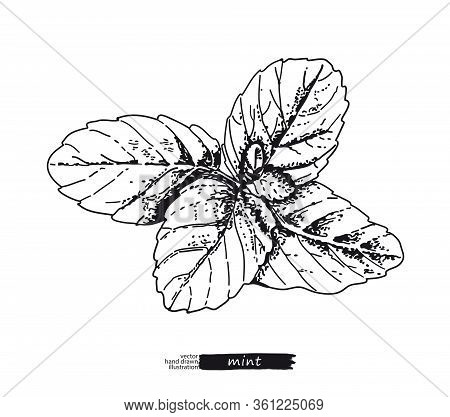 Mint Isolated On White Background. Line Art Style.
