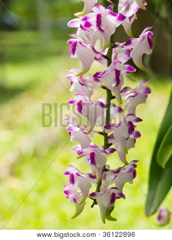 Aerides lawrenceae