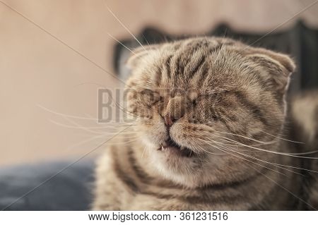 Cute Cat Scottish Fold Is About To Sneeze, So She Has A Wrinkled Nose And A Funny Muzzle.