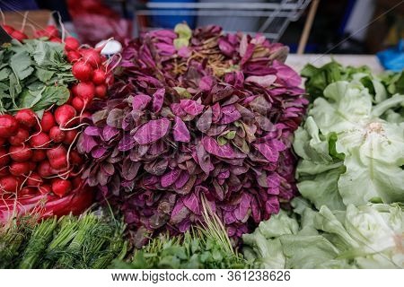 Shallow Depth Of Field (selective Focus) Image With Orache Spinach, Green Salad And Radishes On Sale