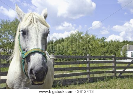 Hest