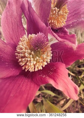Close Up At A Pasque Flower, Beginning Of Spring, Pollination Of Flowers, Pollen On Petals, Living N