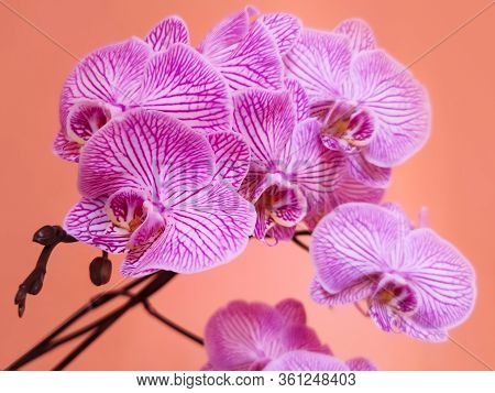 Beautiful Orchid Flower With Isolated On Orange Background, Bouquet Of Purple, Pink And White, Focus