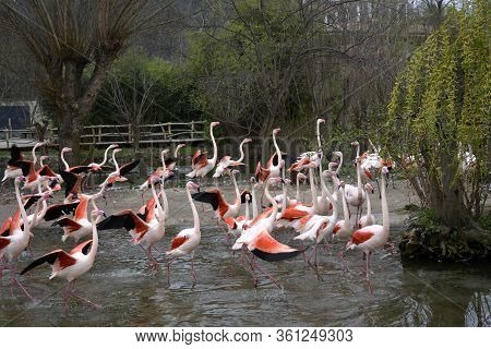 Prague, Czech Republic. April, 01, 2014. Pink Flamingo In Prague Zoo