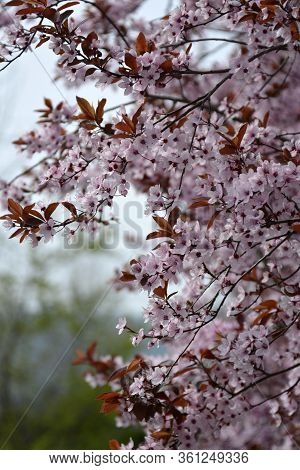 Cherry Trees Blossom, Pink Flowers In Spring