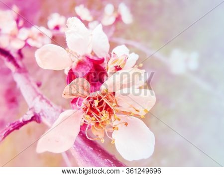 Beautiful Floral Spring Abstract Background Of Nature. Branches Of Blossoming Apricot Macro With Sof