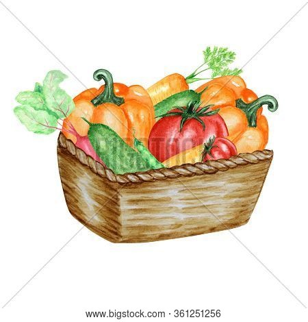 Watercolor Painted Collection Of Vegetables In Wicker Basket. Hand Drawn Fresh Food Design Elements 