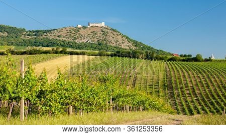 vineyards, castle Devicky, Palava, Moravia region, Czech Republic