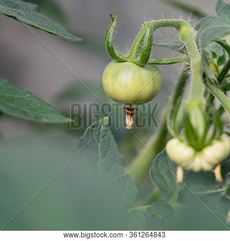 View Of The Ensuing Tomato Fruit That Hangs On A Branch. The Concept Of Agricultural Plants, Vegetab