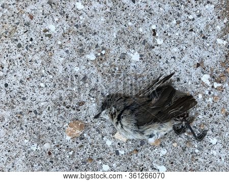Gray Brown Little Dead Sparrow Lies On Asphalt