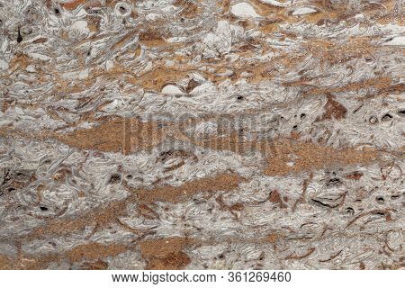 Surface Of A Clay Mineral And Fossil Rich Limestone Of Middle Triassic Age From Southern Germany