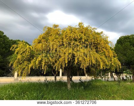 Big Yellow Blooming Mimosa Tree Spring Flowers Acacia Dealbata