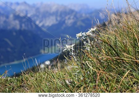 Some Edelweis Flowers In The Austrian Alps