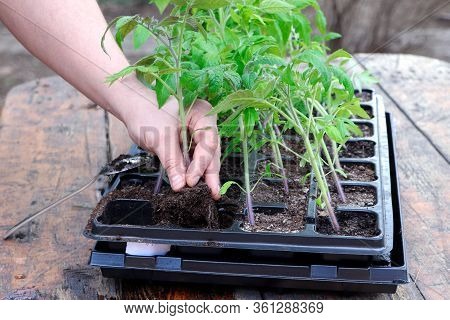 Farmers Hand Planting Tomato Seedlings. Seedling Tomatoes In The Hand. Hand Holding Young Seedlings 