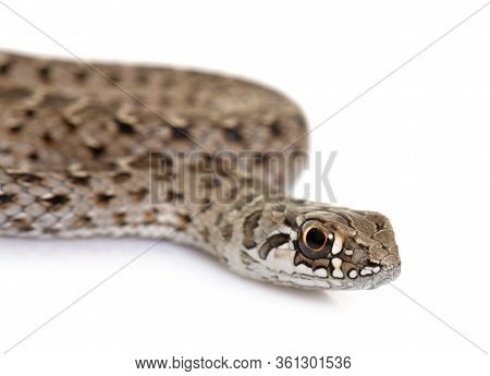 Montpellier Snake In Front Of White Background