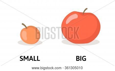 Words Small And Big Flashcard With Cartoon Red Apple. Opposite Adjectives Explanation Card. Flat Vec