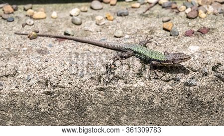 Green Lizard Sits On A Stone Under The Sun. The European Green Lizard Lacerta Viridis. Background Li