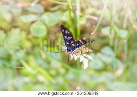 Black Butterfly Zygaena With Yellow Stripes And White Spots On The Wings. Polymorpha Ephialtes Or Zy