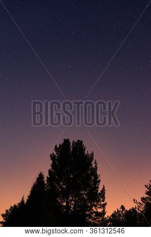 Stellar Sky Nature Background. Night Sky Covered With Stars. Tree Silhouettes And Night Sky Nature. 