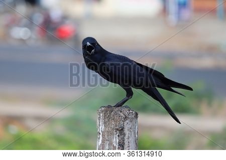Side View Of Carrion Or Common Crow ( Himalayas Corvus) Looking At The Camera And Sitting On Pole Wi