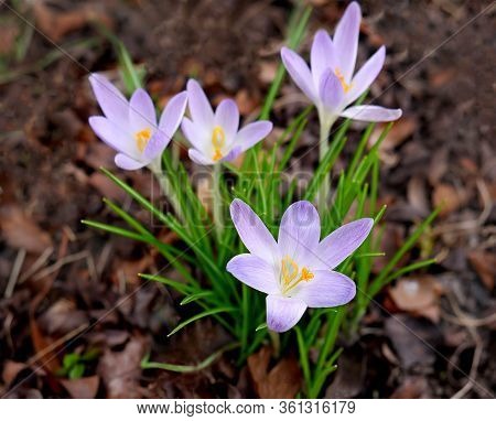 Group Of Lilac Crocuses Botanical  Cultivar Tommasinianus. The Earliest Flowering Crocuses  Of The F