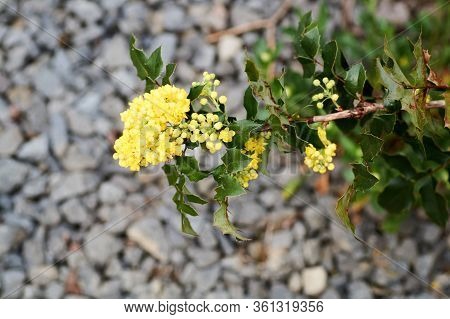 Ilex Aquifolium Holly, Common, English Holly, European Holly, Or Occasionally Christmas