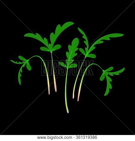 Microgreens Shungiku. Bunch Of Plants. Black Background
