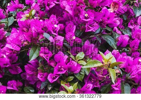 Colorful Background Of Beautiful Bougainvillea Plant With Green Accents, Intense Fuchsia