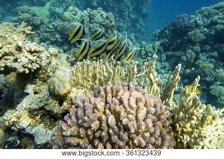 Colorful Coral Reef At The Bottom Of Tropical Sea, Shoal Of Schooling Bannerfish (heniochus Diphreut