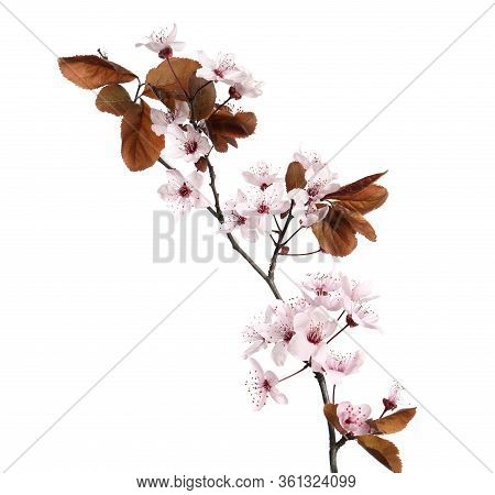 Branch Of Plum Tree With Beautiful Blossom Isolated On White. Spring Season
