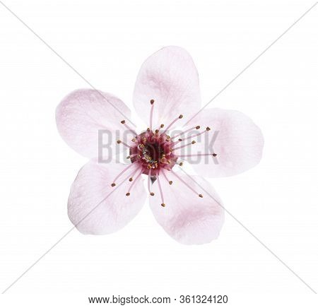 Beautiful Plum Blossom Isolated On White. Spring Season