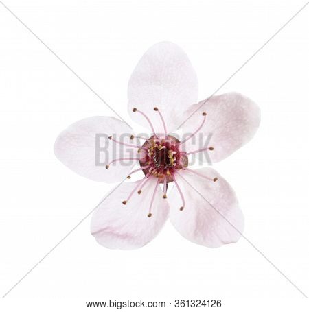 Beautiful Plum Blossom Isolated On White. Spring Season