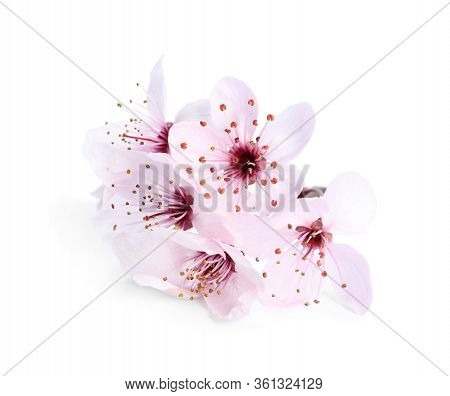 Beautiful Plum Blossom Isolated On White. Spring Season
