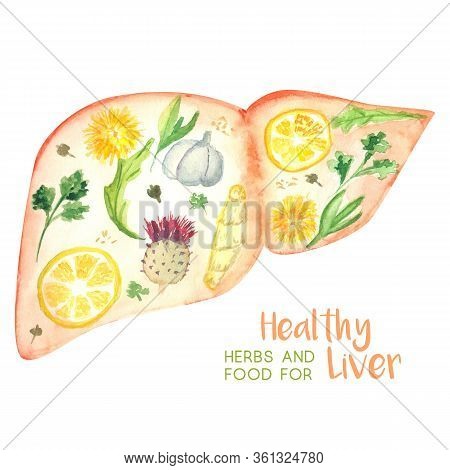 Abstract Illustration Of Liver Decorated With Herbs And Food Good For Its Health