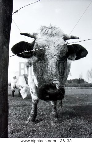 Curieux