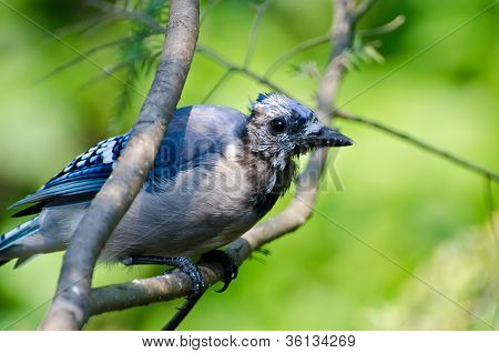 Molting umodne Blue Jay