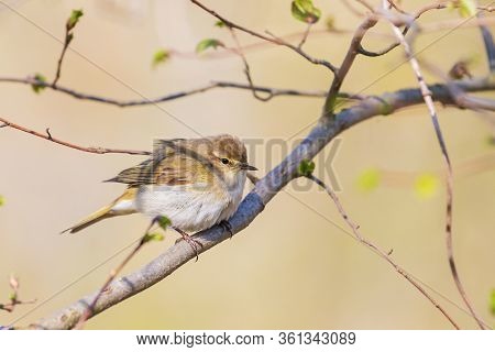 Common Chiffchaff In The Spring Forest Among The First Leaves