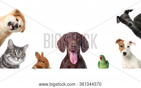 Set With Different Cute Pets On White Background. Banner Design
