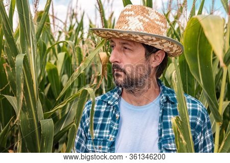 Portrait Of Serious Corn Farmer In Maize Field. Agronomist And Farm Worker Posing On Plantation.