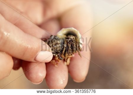 Cancer In The Shell. Cancer Hermit. Hermit Crab Habitat. Girl Olding A Little Cancer Hermit