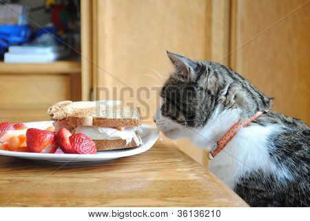 İnsanlar yiyecek teftiş kedi