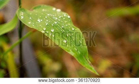 Green Long Leaves Of Alligator Flag Know As Water Canna Plant With Clear Transparent Raindrop And Bo