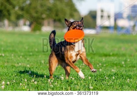 Young Energetic Half-breed Dog Is Walking In The Meadow And Playing With A Plastic Disk.how To Prote