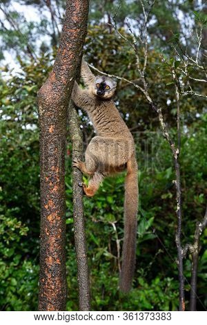 The Lemurs In A Rain Forest On The Trees, Hopping From Tree To Tree